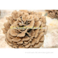 grifola frondosa extract;maitake mushroom extract